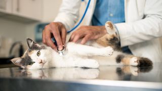 Cat being checked by vet