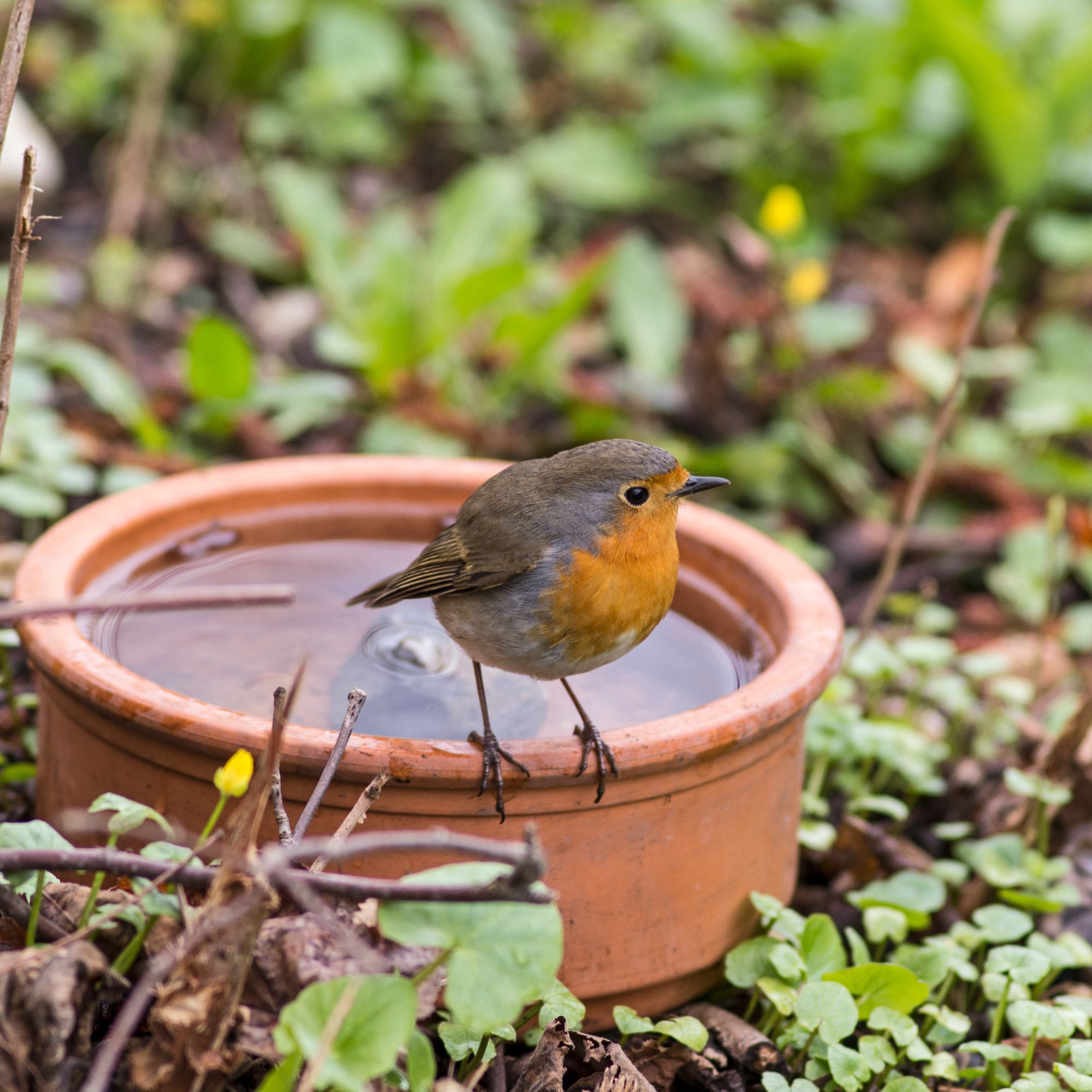 winter garden water bowl with robin