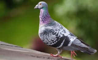 Homing pigeon stands on a rooftop in Yorkshire.