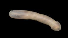 Sipuncula, Peanut Worm