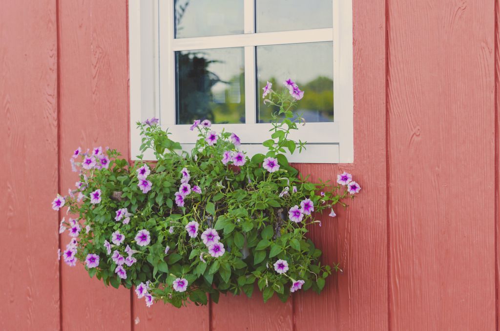 Best plants for window boxes add these top picks to your displays Gardeningetc