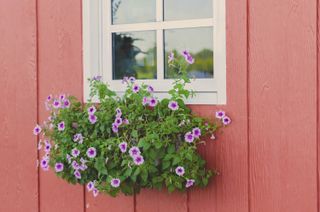 best plants for window boxes: trailing petunias