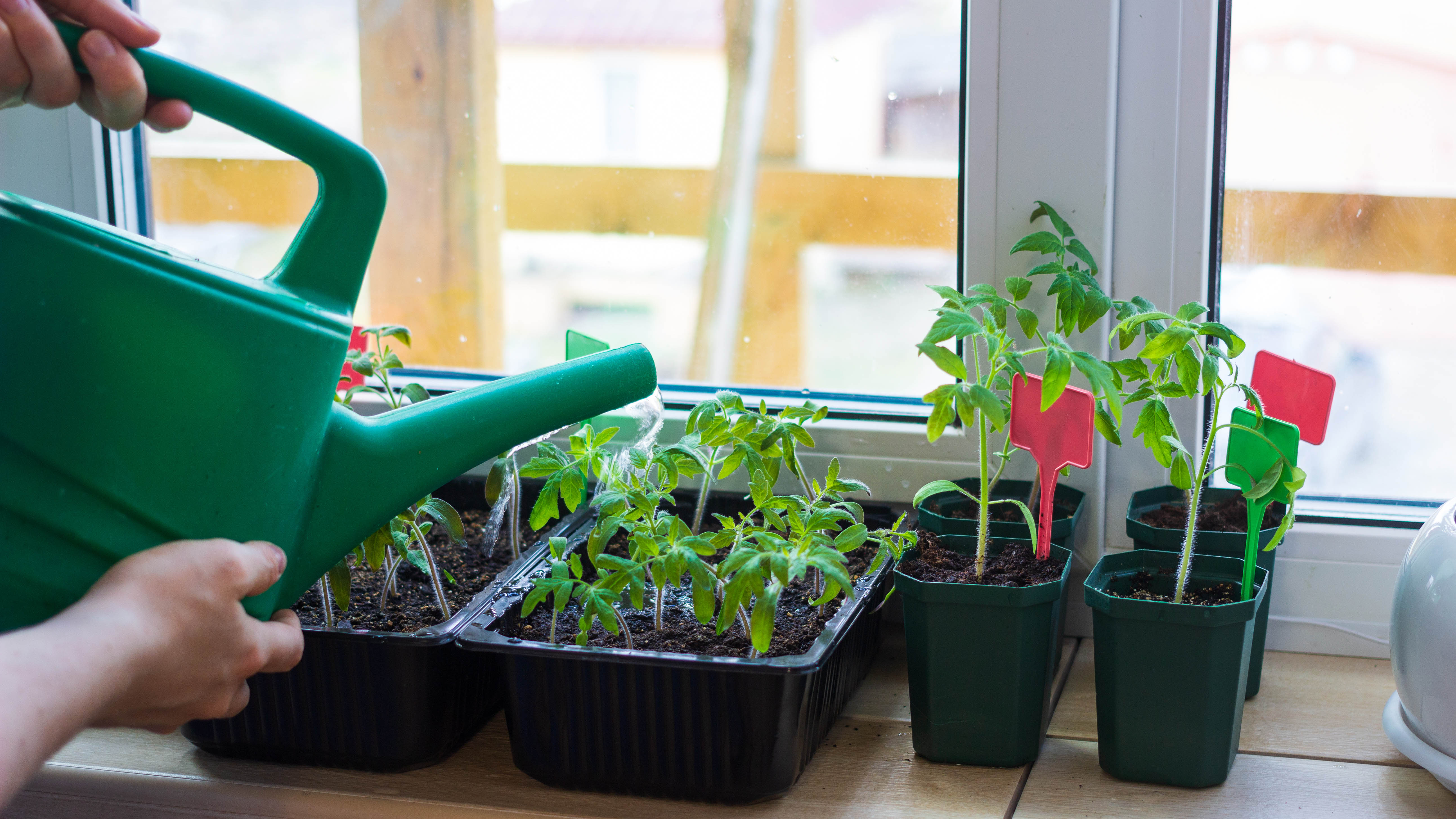 Watering seedlings through the window