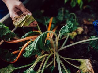A hand holds up a leaf of wilted swiss chard