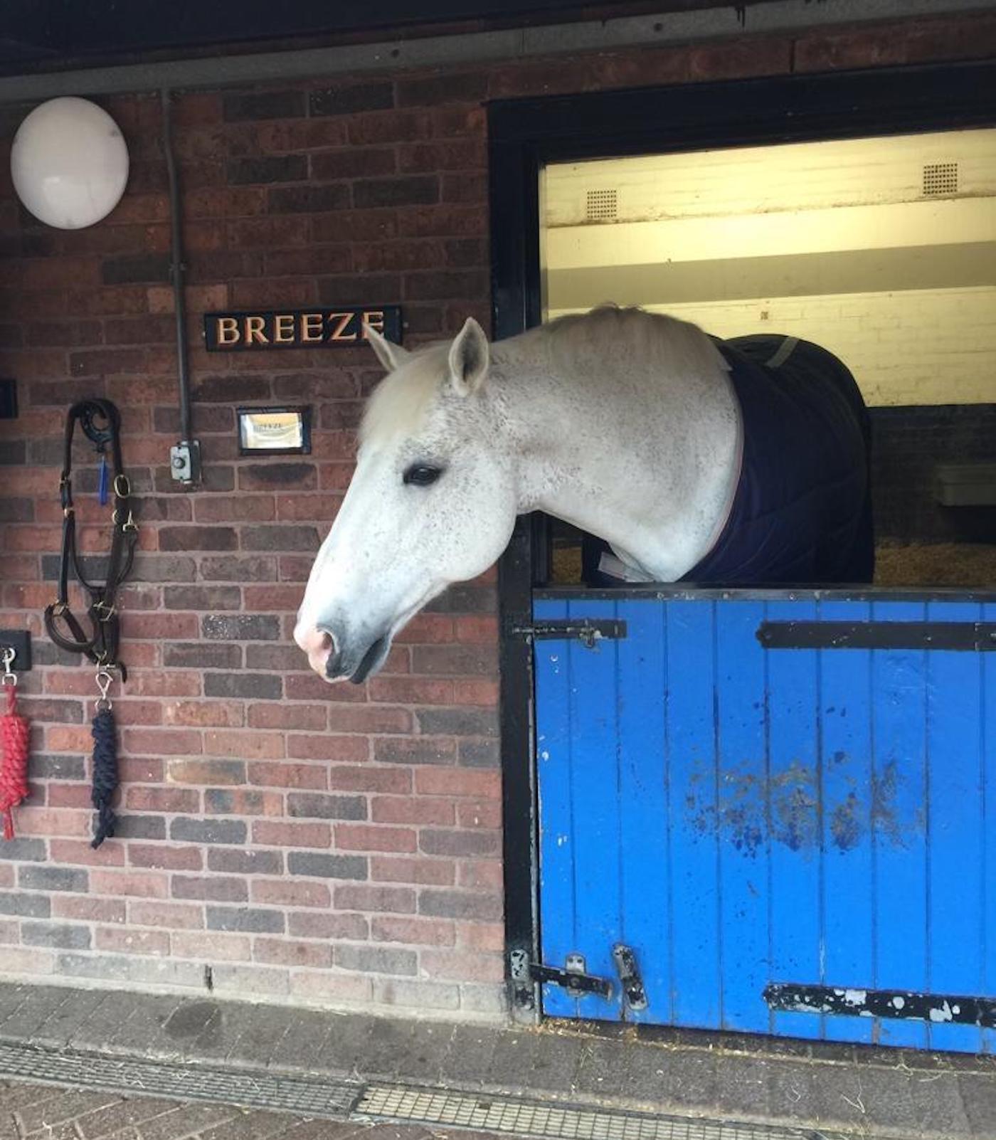 Retired police horse Breeze