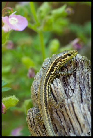 The common wall lizard on a tree trunk.