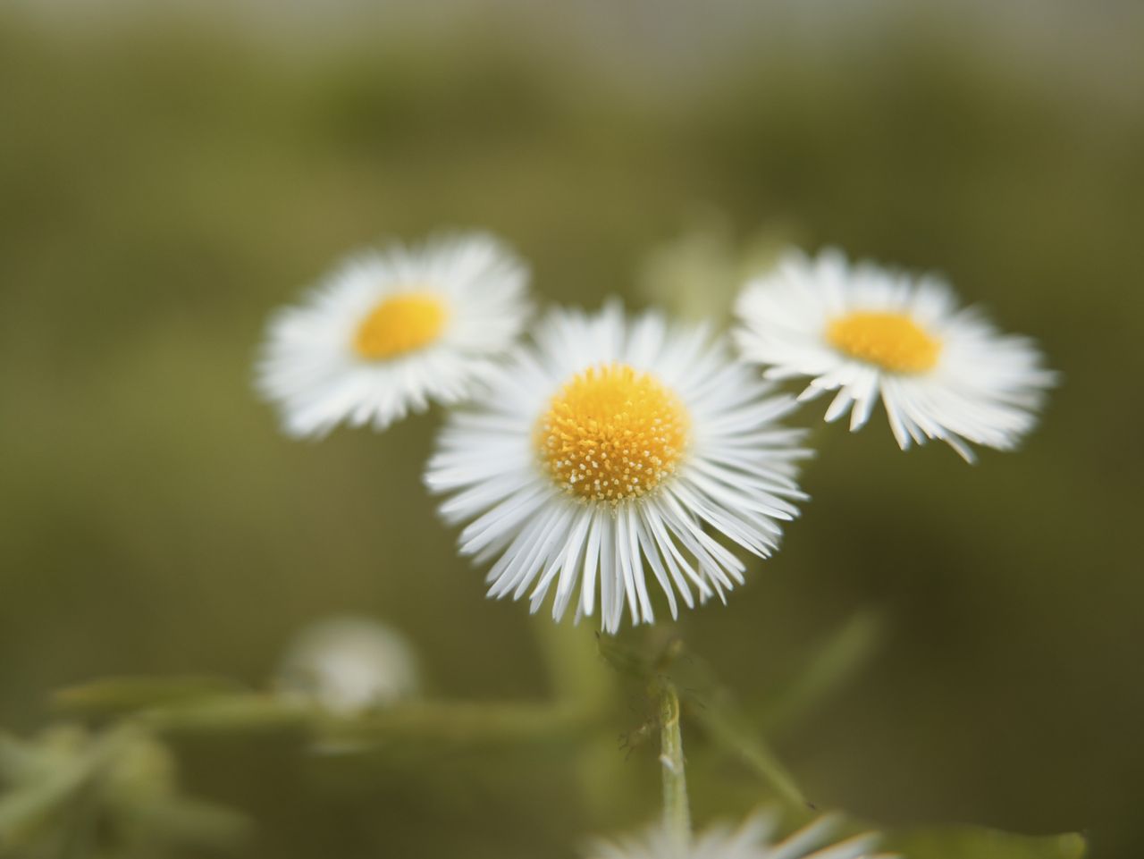 Closeup of flowers