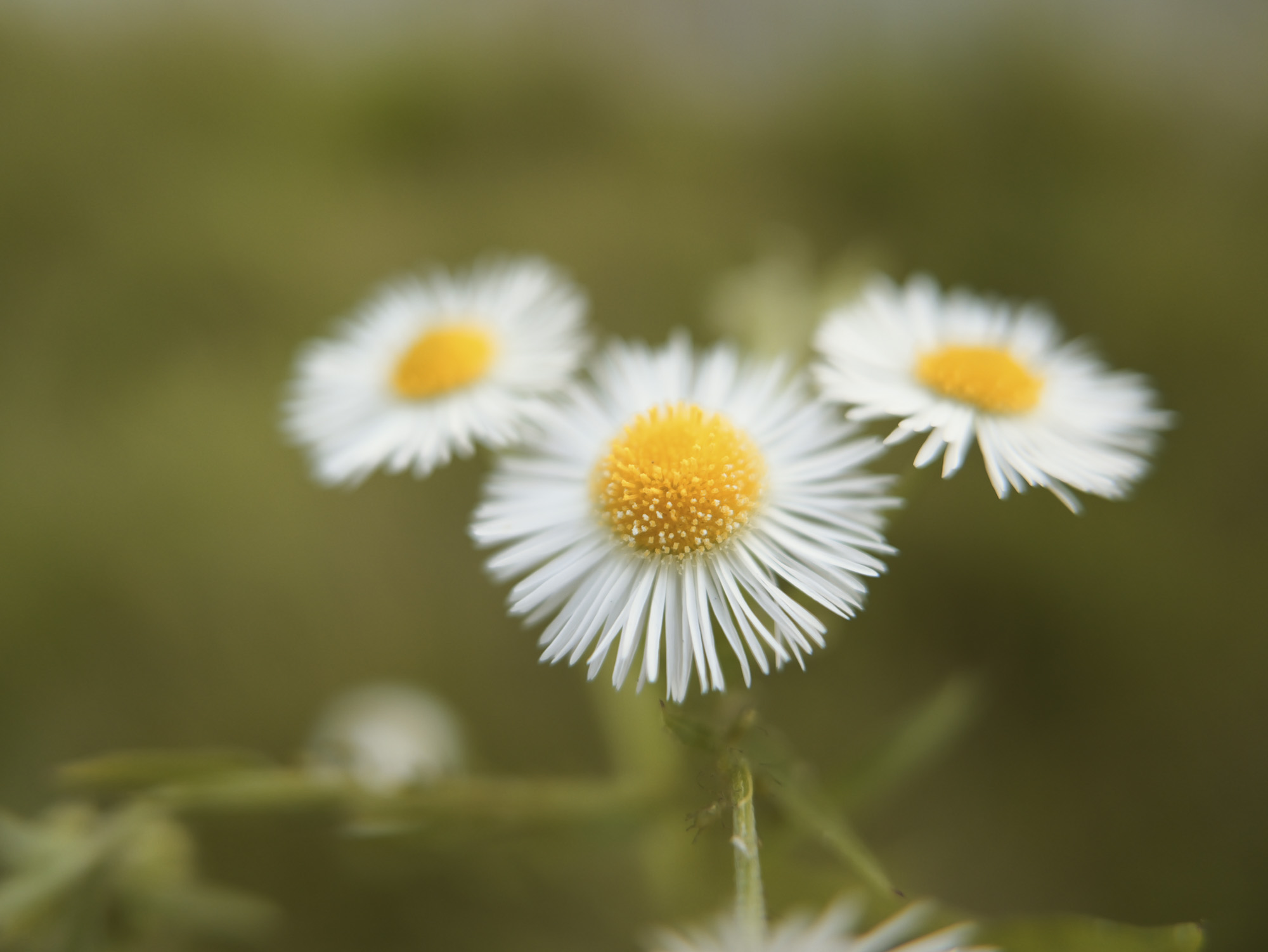 Closeup of flowers