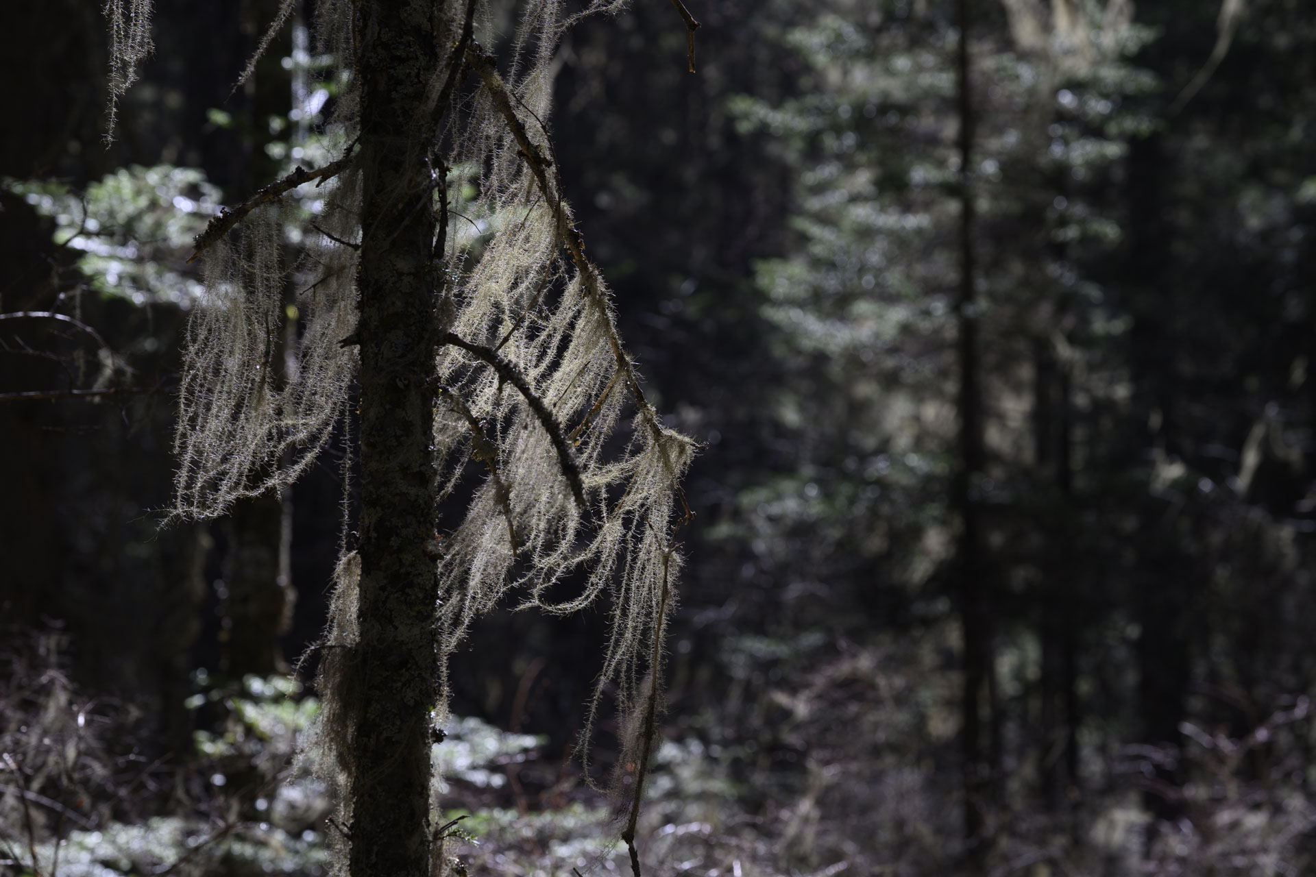 Nikon Z 70-200mm f/2.8 VR S II image gallery: a moss-covered tree in a woodland