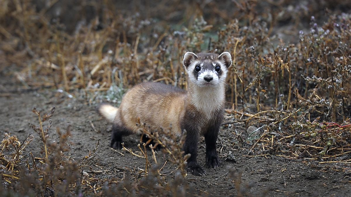 Endangered ferrets get an experimental COVID-19 vaccine