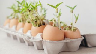 Seedlings in eggshells