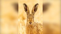 Close-up of a brown hare with tall ears standing in a golden wheat field