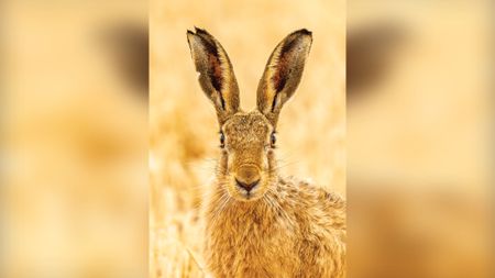Close-up of a brown hare with tall ears standing in a golden wheat field