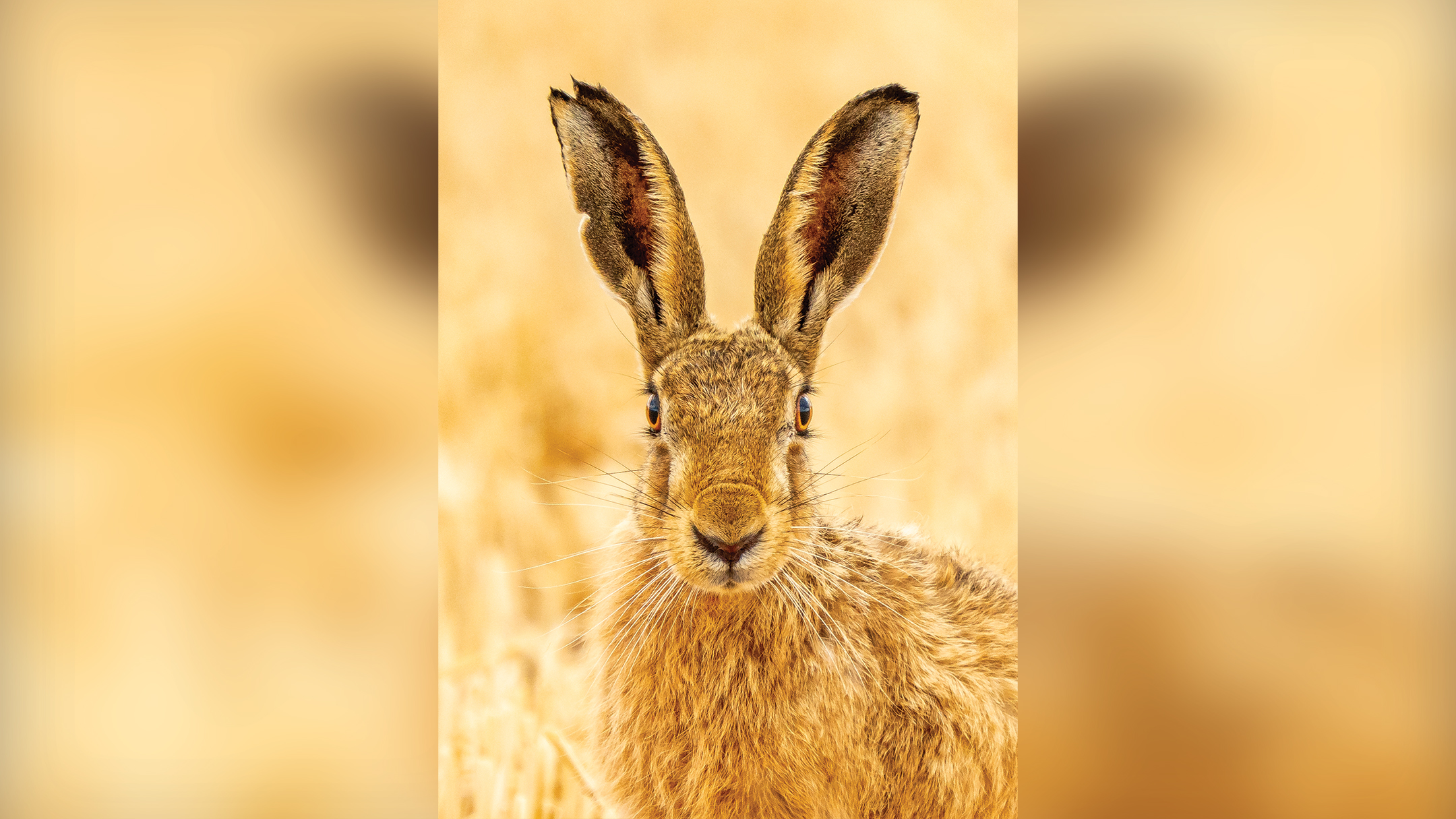Close-up of a brown hare with tall ears standing in a golden wheat field