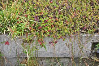 Native cranberry plants are indigenous to the wetland environment
