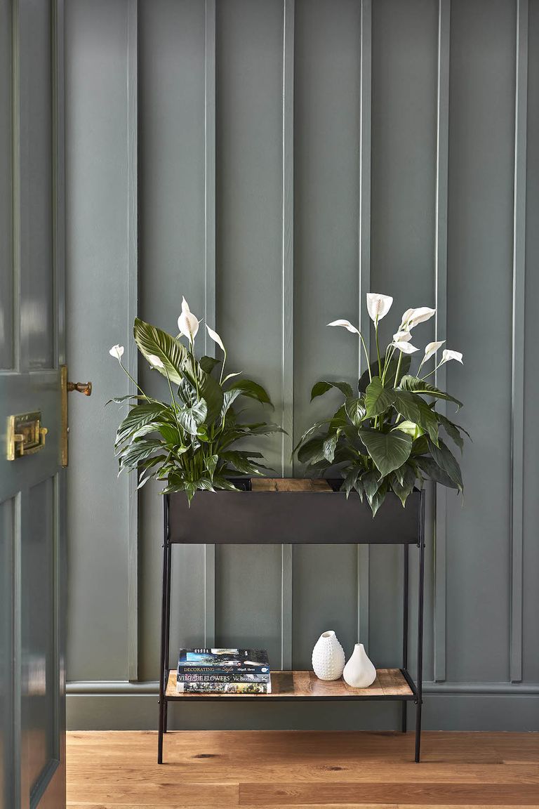 7 Houseplant Trends For 2024 The Plants Pots And Placements That   OMYzqWecYqprhZ3RifARXP 768 80 