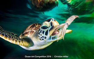 A sea turtle in an ocean wildlife rehabilitation facility in Australia reaches out for a squid snack in this photograph by Christian Miller.</p><p>"I wanted to document and tell a story about the individual turtles and add some real drama to it," Miller w