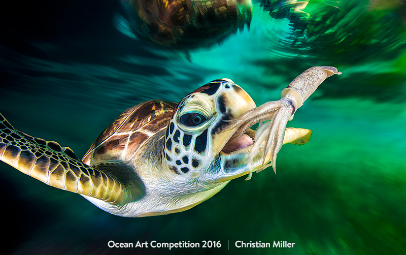 A sea turtle in an ocean wildlife rehabilitation facility in Australia reaches out for a squid snack in this photograph by Christian Miller.</p><p>"I wanted to document and tell a story about the individual turtles and add some real drama to it," Miller w
