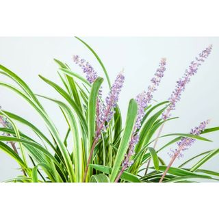 Variegated monkey grass with purple flower spikes