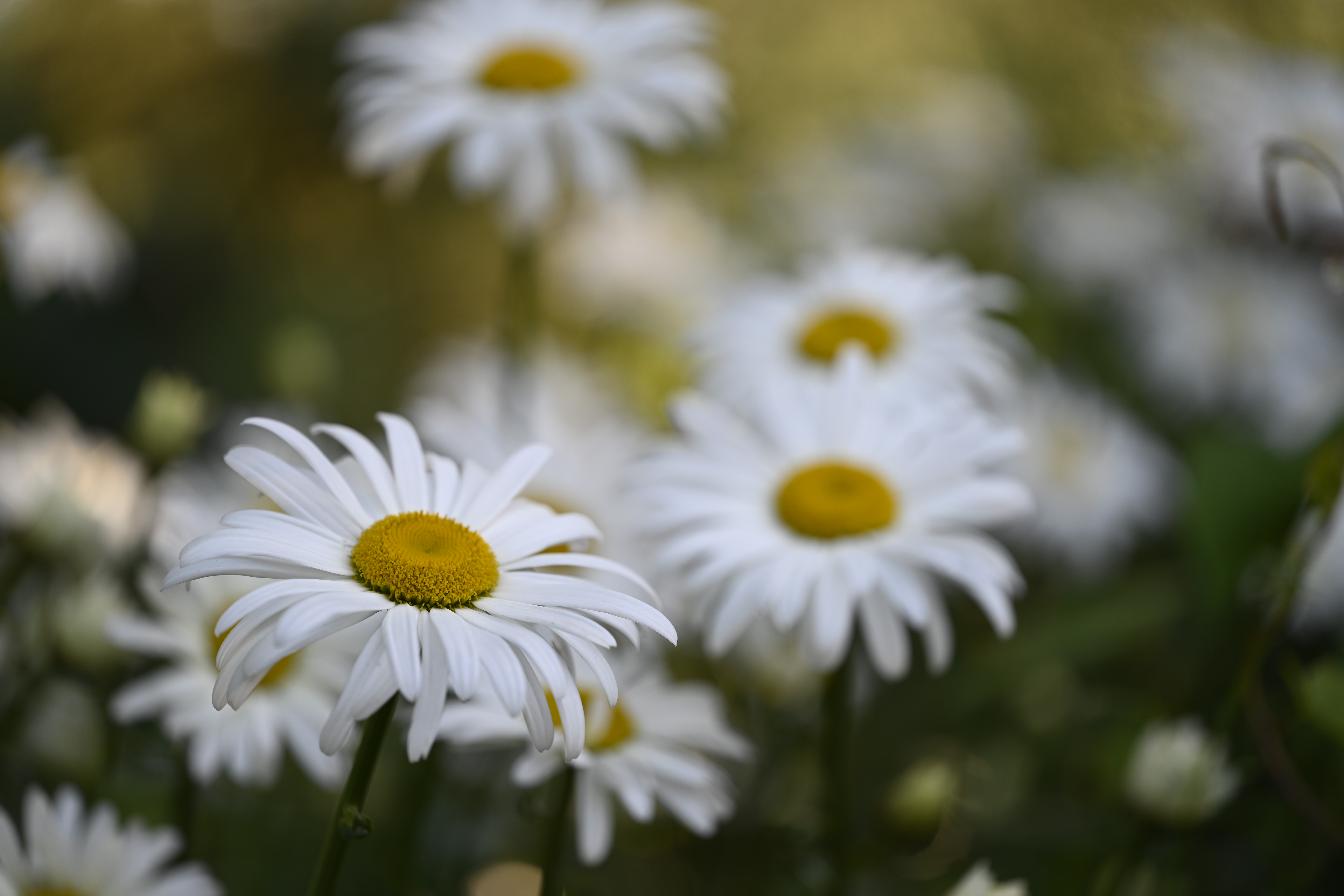 Macro shot of some daisies, shot by the Nikon Nikkor Z MC 105mm f/2.8 VR S