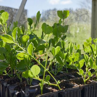 Sweet pea seedlings in greenhouse