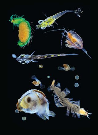 array of deep-sea creatures