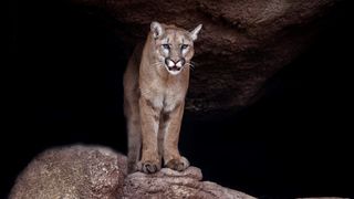 Mountain lion standing at mouth of cave