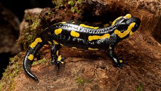 Salamandra salamandra terrestris (fire salamander) sitting on a tree stump. It is black with yellow spots.