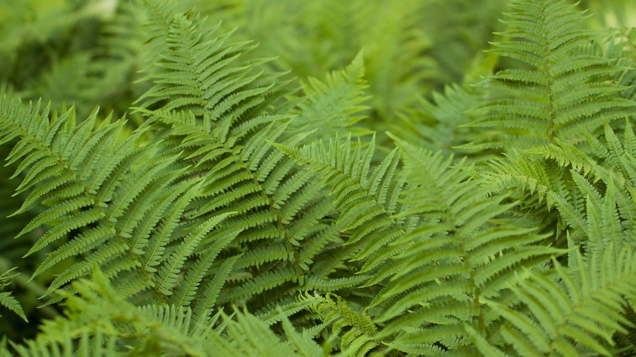 Fern foliage up close