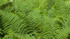 Fern foliage up close