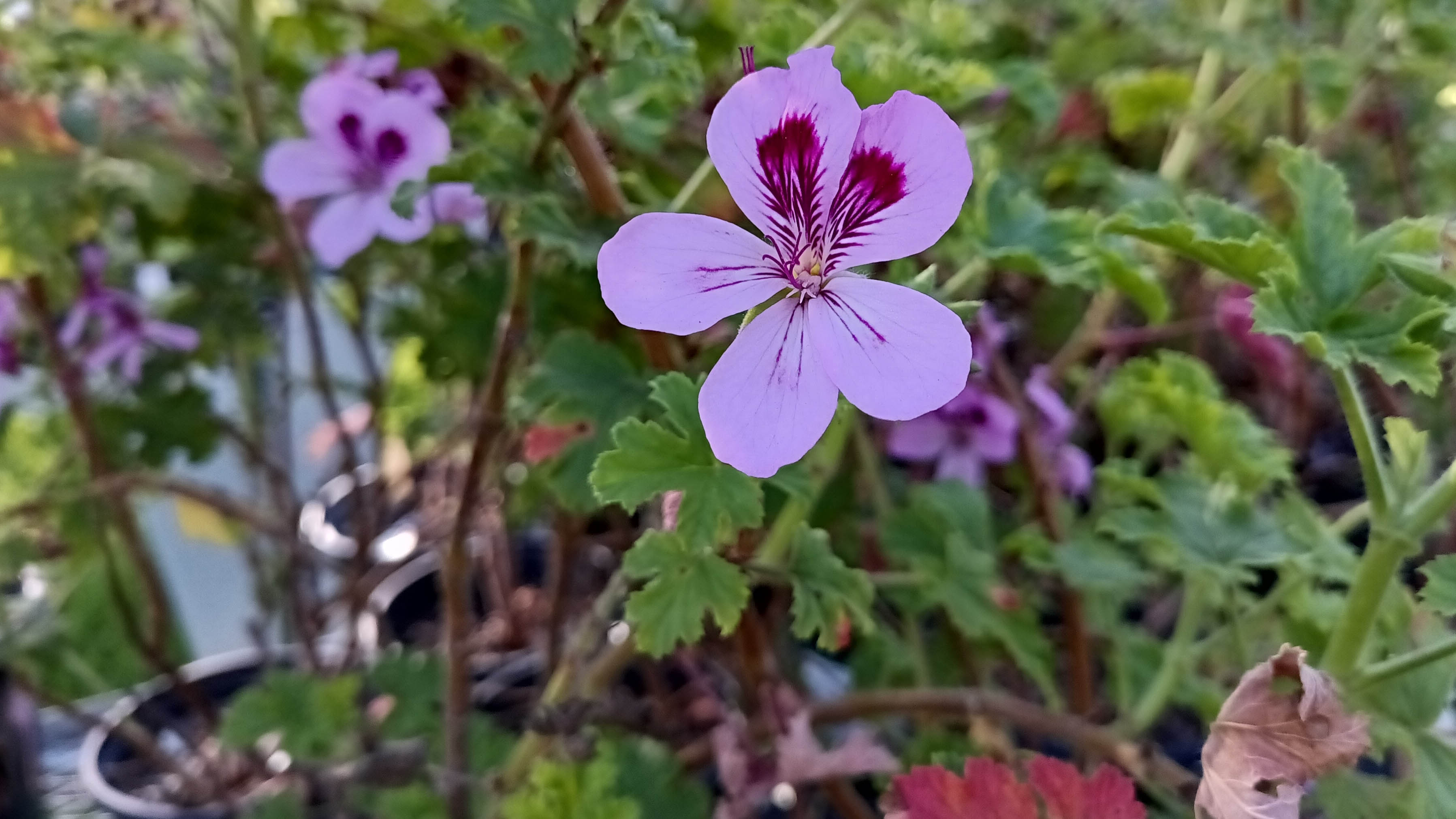 Geraniums