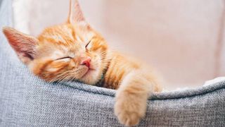How to get a kitten to sleep at night