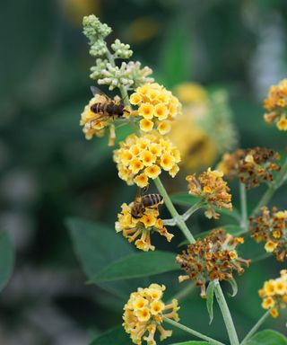 close up of bees on the yellow flowers of Buddleja x weyeriana ‘Sungold’