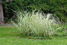 Tall Grass-Like Sedge Plant