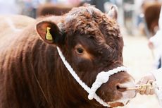 The Devon County Show