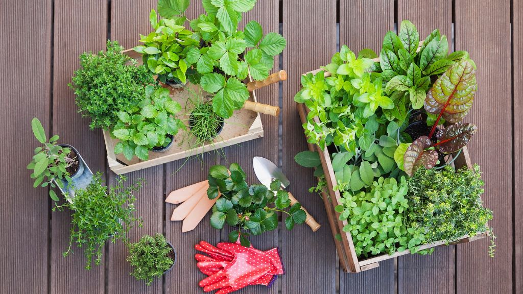 Seedlings in containers