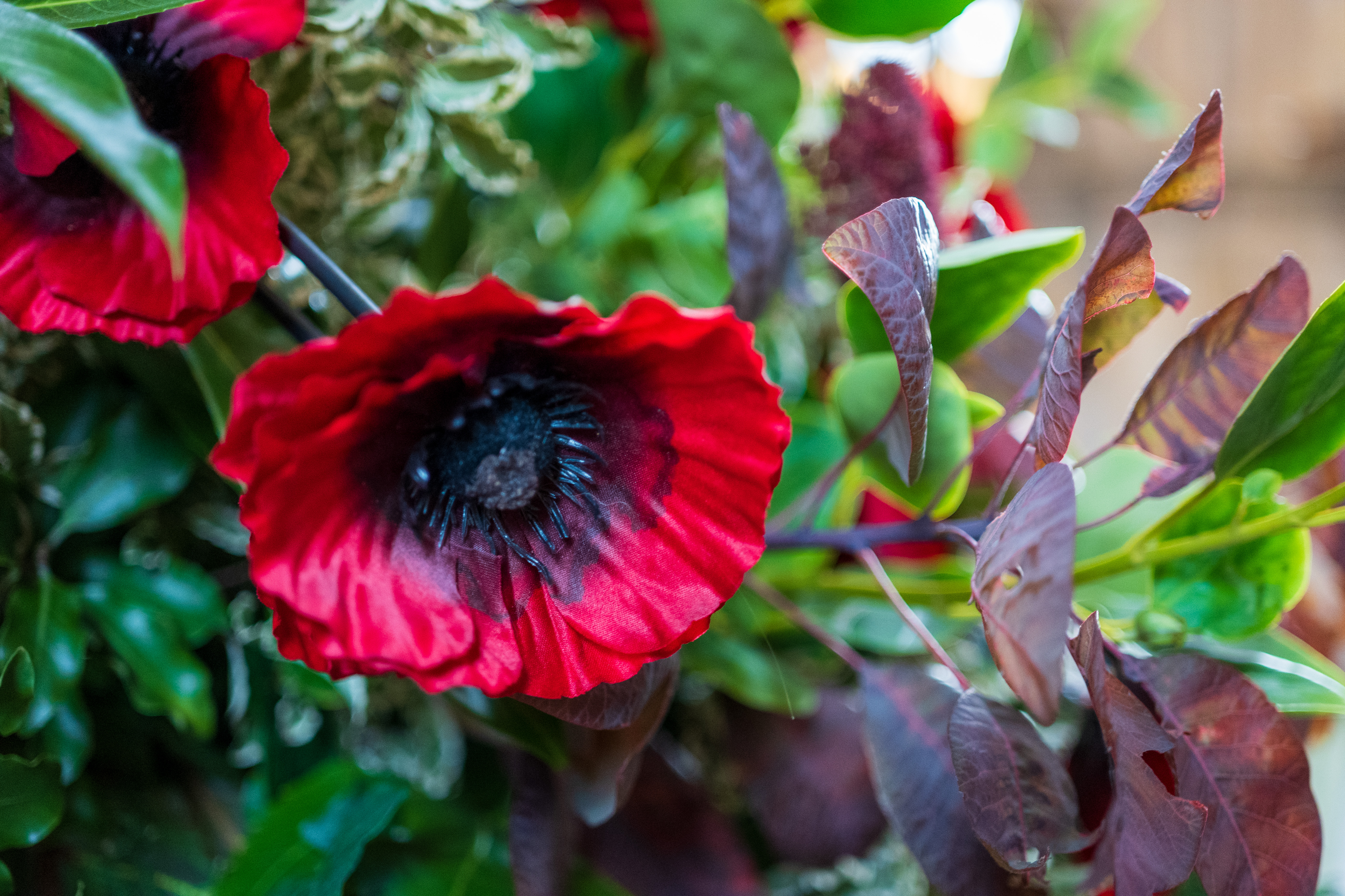 Nikon Z DX MC 35mm f/1.7 example shot