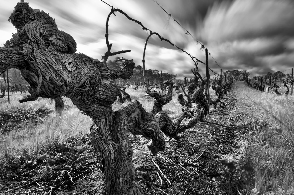 1843-planted Freedom Shiraz vineyard at Langmeil in Barossa Valley