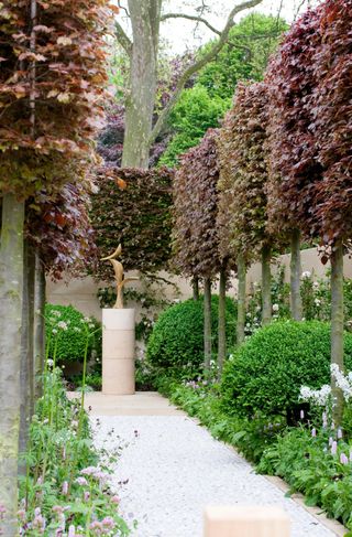 A garden pathway lined with burgundy colored pleached beech trees