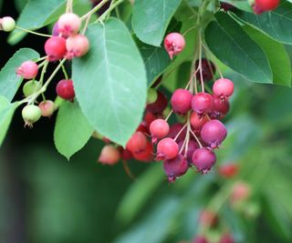 juneberries growing on shrub