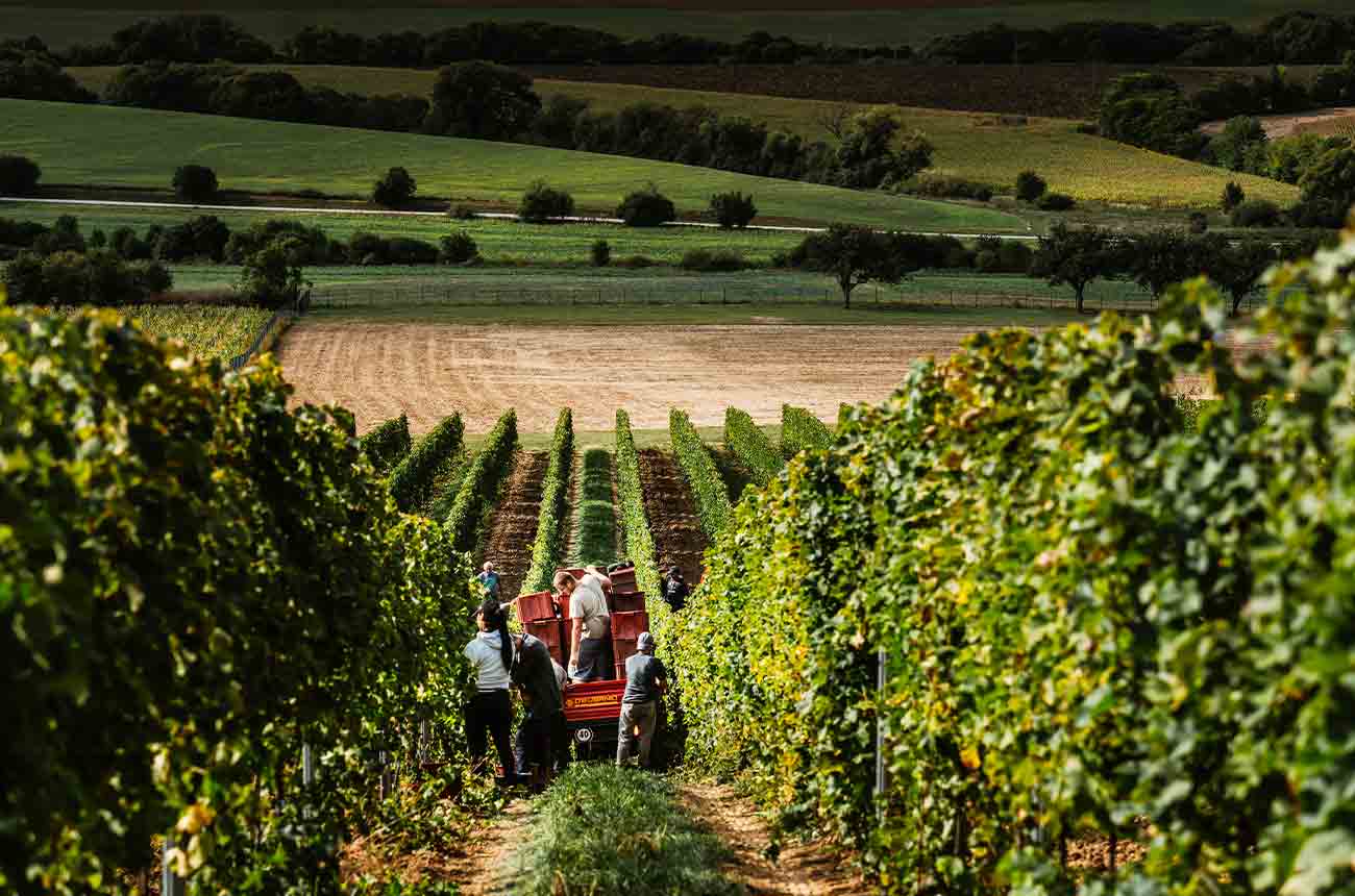 Tractor in vineyards on VIAJUR's Farna Estate in Slovakia