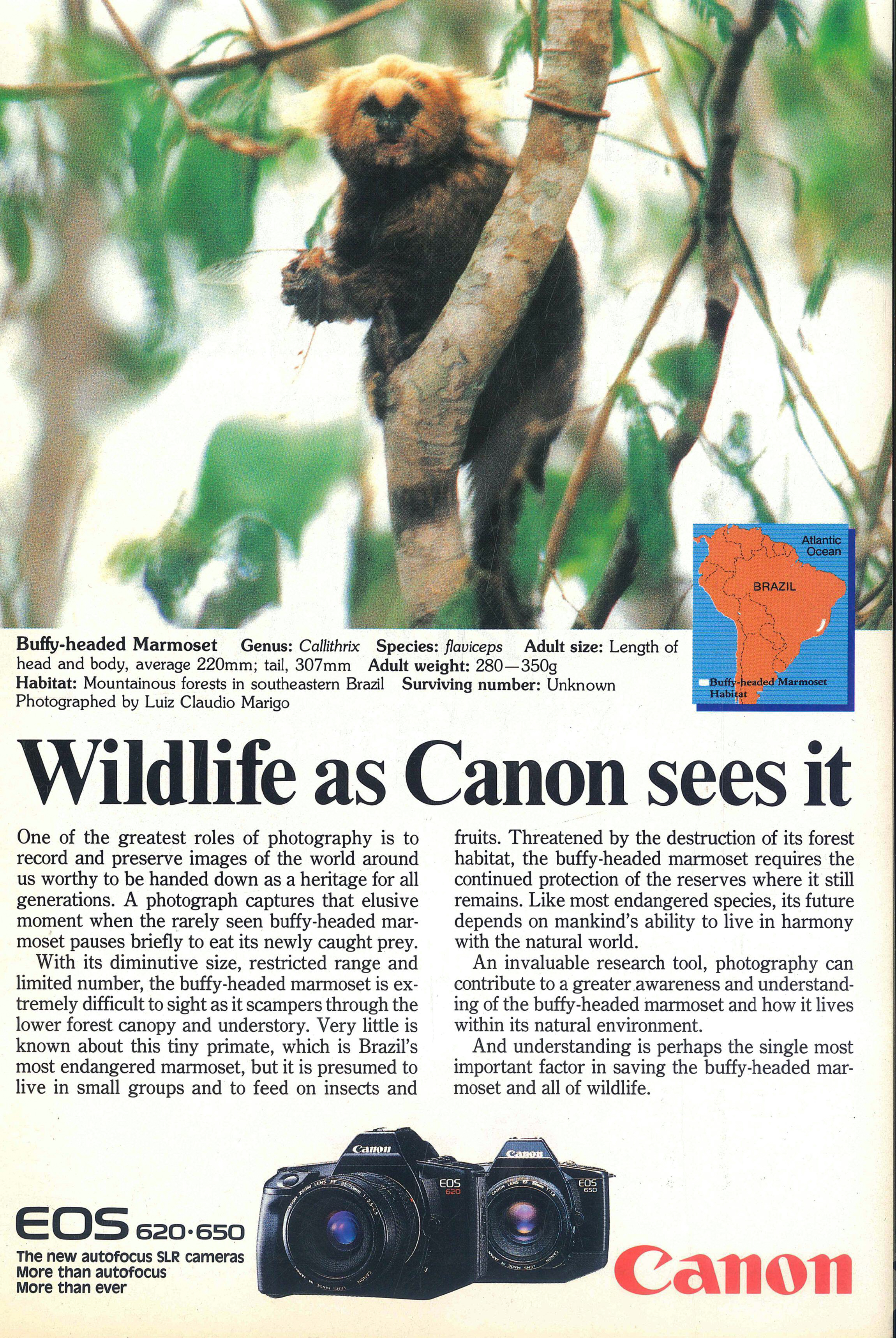 Magazine advert for the Canon EOS 650 &amp;amp; 620, from 1988