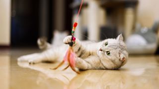 Cat playing with feather toy