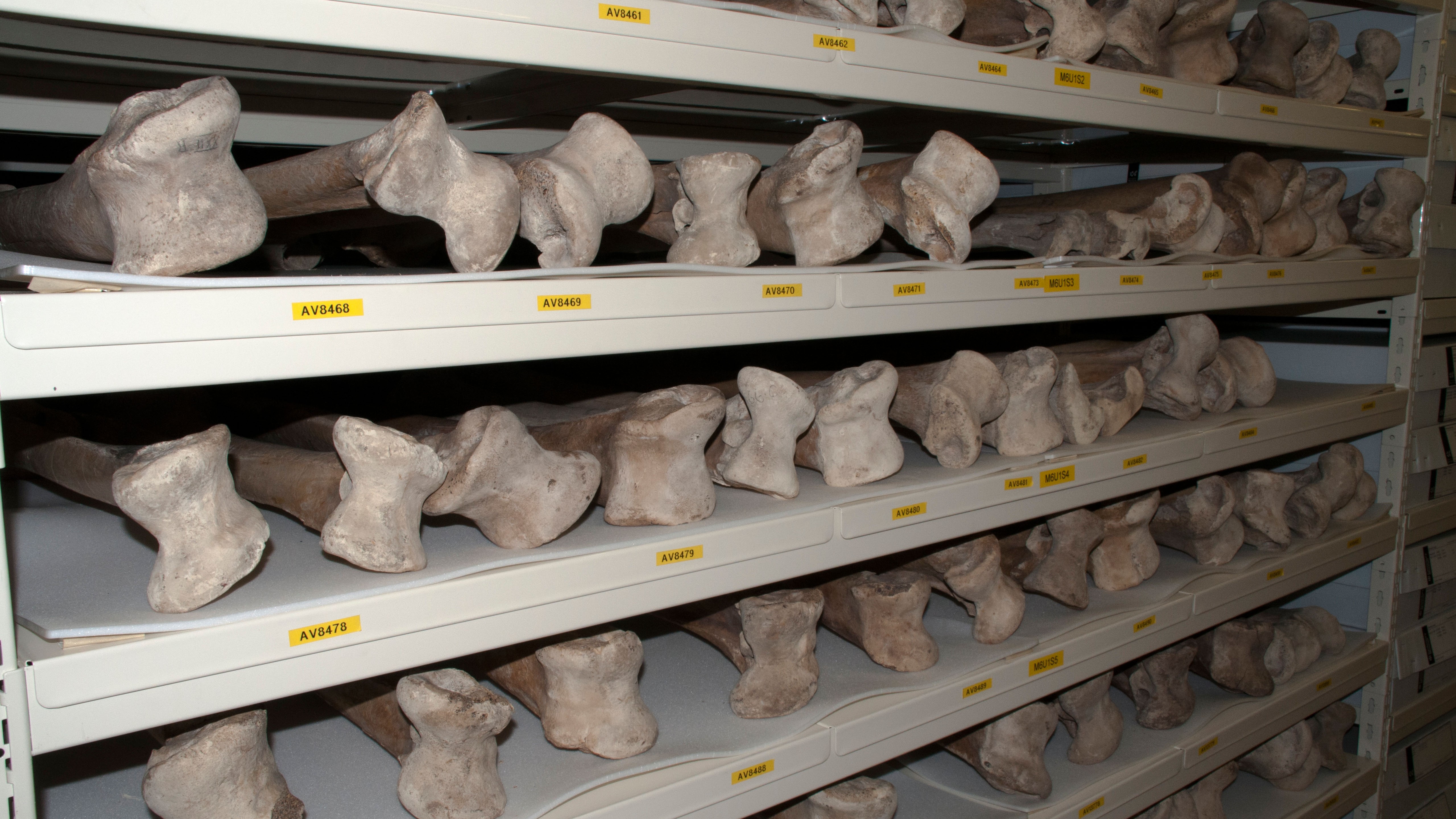 Moa femur bones arranged on shelves in the collections of a museum in New Zealand.