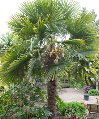 Mediterranean plants Trachycarpus fortunei AGM flourishing in summer