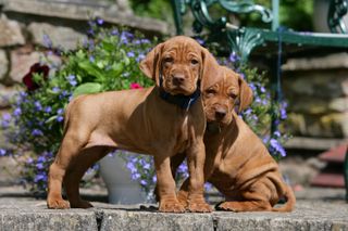 HUNGARIAN VIZSLA