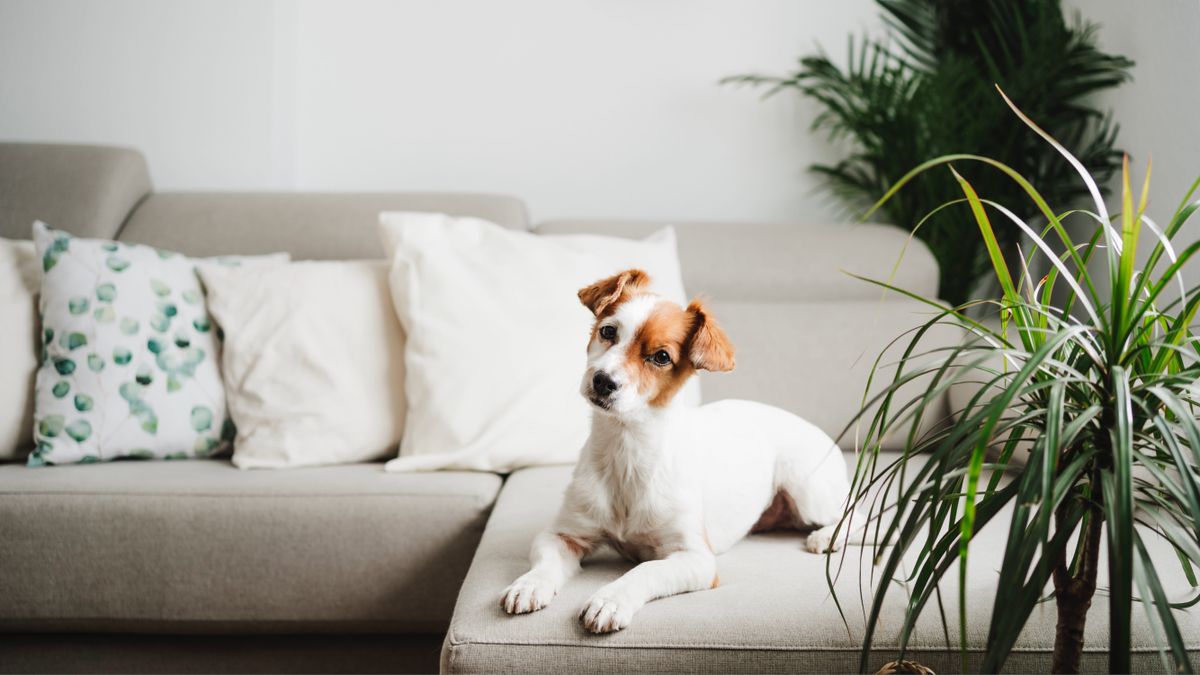 Dog sat on couch