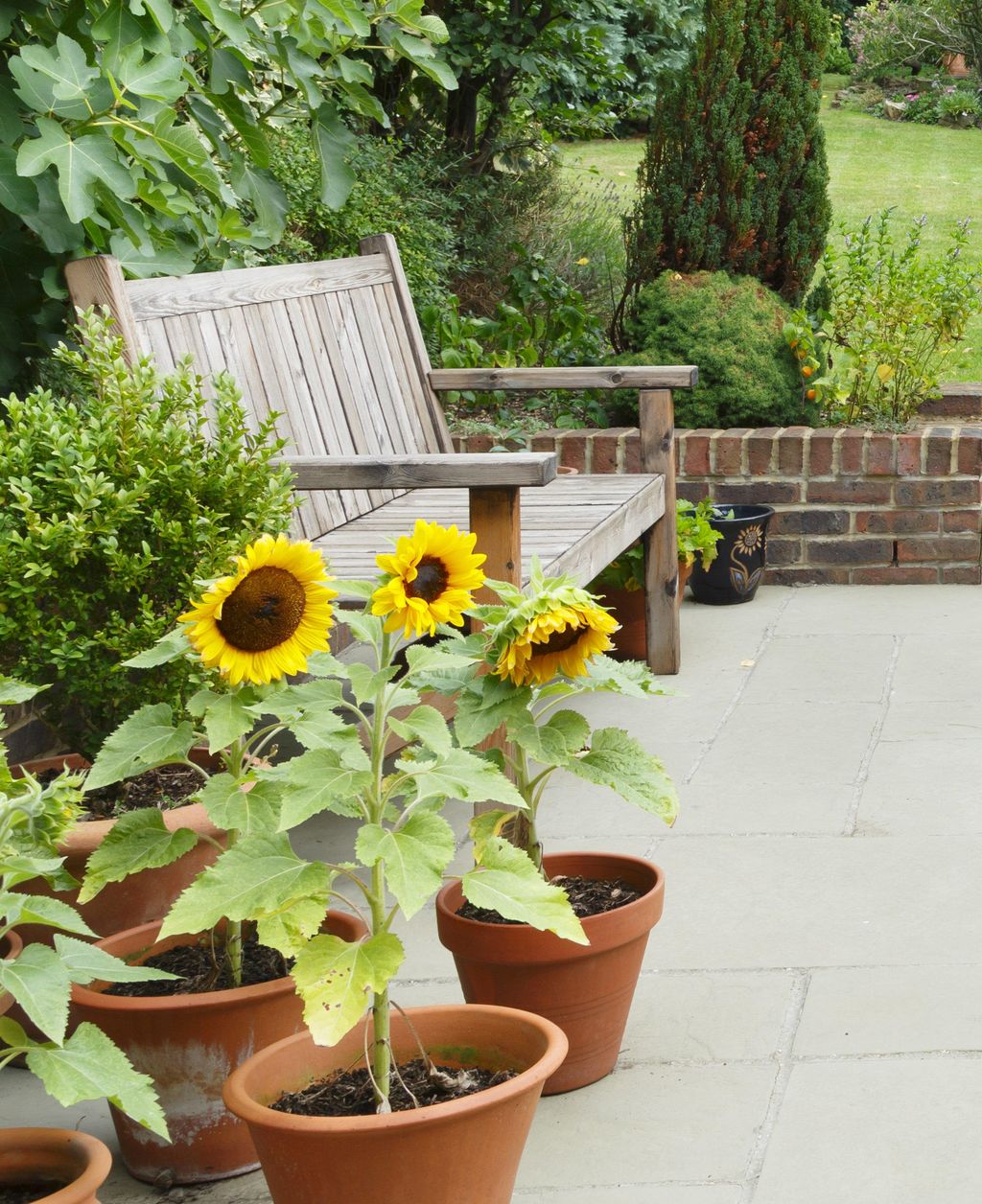 The 8 best flowers to grow in pots in full sun Livingetc