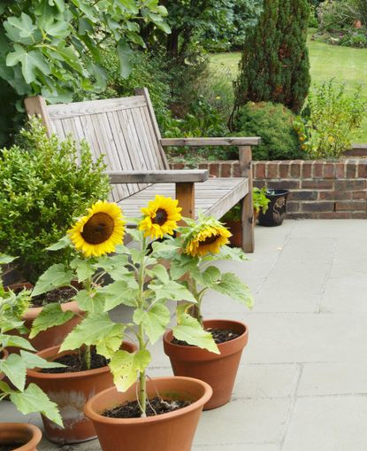 The 8 best flowers to grow in pots in full sun | Livingetc