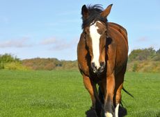 trojan-before-his-second-trip-to-the-rvc-for-emergency-treatment.jpg